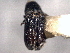  ( - CNC COLEO 00156086)  @11 [ ] CreativeCommons - Attribution (2012) CNC/CBG Photography Group Centre for Biodiversity Genomics
