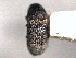  (Carphoborus simplex - CNC COLEO 00156087)  @11 [ ] CreativeCommons - Attribution (2012) CNC/CBG Photography Group Centre for Biodiversity Genomics