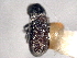  ( - CNC COLEO 00156088)  @11 [ ] CreativeCommons - Attribution (2012) CNC/CBG Photography Group Centre for Biodiversity Genomics