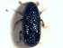  ( - CNC COLEO 00156097)  @11 [ ] CreativeCommons - Attribution (2012) CNC/CBG Photography Group Centre for Biodiversity Genomics