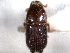  ( - CNC COLEO 00156104)  @11 [ ] CreativeCommons - Attribution (2012) CNC/CBG Photography Group Centre for Biodiversity Genomics