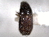 ( - CNC COLEO 00156105)  @11 [ ] CreativeCommons - Attribution (2012) CNC/CBG Photography Group Centre for Biodiversity Genomics