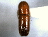  ( - CNC COLEO 00156106)  @11 [ ] CreativeCommons - Attribution (2012) CNC/CBG Photography Group Centre for Biodiversity Genomics
