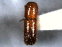  ( - CNC COLEO 00156107)  @11 [ ] CreativeCommons - Attribution (2012) CNC/CBG Photography Group Centre for Biodiversity Genomics