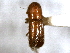  ( - CNC COLEO 00156108)  @11 [ ] CreativeCommons - Attribution (2012) CNC/CBG Photography Group Centre for Biodiversity Genomics