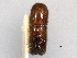  ( - CNC COLEO 00156111)  @11 [ ] CreativeCommons - Attribution (2012) CNC/CBG Photography Group Centre for Biodiversity Genomics