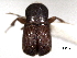  ( - CNC COLEO 00156118)  @11 [ ] CreativeCommons - Attribution (2012) CNC/CBG Photography Group Centre for Biodiversity Genomics