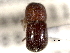  (Ambrosiodmus eichhoffi - CNC COLEO 00156135)  @11 [ ] CreativeCommons - Attribution (2012) CNC/CBG Photography Group Centre for Biodiversity Genomics