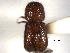  (Ambrosiodmus hagedorni - CNC COLEO 00156138)  @11 [ ] CreativeCommons - Attribution (2012) CNC/CBG Photography Group Centre for Biodiversity Genomics