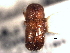  (Ambrosiodmus tachygraphus - CNC COLEO 00156147)  @12 [ ] CreativeCommons - Attribution (2012) CNC/CBG Photography Group Centre for Biodiversity Genomics
