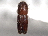  ( - CNC COLEO 00156159)  @11 [ ] CreativeCommons - Attribution (2012) CNC/CBG Photography Group Centre for Biodiversity Genomics