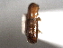  (Debus pumilus - CNC COLEO 00156161)  @11 [ ] CreativeCommons - Attribution (2012) CNC/CBG Photography Group Centre for Biodiversity Genomics