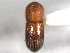  (Dryocoetoides cristatus - CNC COLEO 00156168)  @11 [ ] CreativeCommons - Attribution (2012) CNC/CBG Photography Group Centre for Biodiversity Genomics