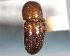  ( - CNC COLEO 00156169)  @11 [ ] CreativeCommons - Attribution (2012) CNC/CBG Photography Group Centre for Biodiversity Genomics
