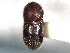  ( - CNC COLEO 00156174)  @11 [ ] CreativeCommons - Attribution (2012) CNC/CBG Photography Group Centre for Biodiversity Genomics