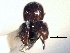  ( - CNC COLEO 00156181)  @11 [ ] CreativeCommons - Attribution (2012) CNC/CBG Photography Group Centre for Biodiversity Genomics