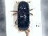  ( - CNC COLEO 00156194)  @11 [ ] CreativeCommons - Attribution (2012) CNC/CBG Photography Group Centre for Biodiversity Genomics