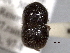  (Hadrodemius - CNC COLEO 00156195)  @11 [ ] CreativeCommons - Attribution (2012) CNC/CBG Photography Group Centre for Biodiversity Genomics