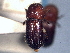  ( - CNC COLEO 00156199)  @11 [ ] CreativeCommons - Attribution (2012) CNC/CBG Photography Group Centre for Biodiversity Genomics