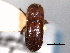  (Microperus intermedius - CNC COLEO 00156200)  @11 [ ] CreativeCommons - Attribution (2012) CNC/CBG Photography Group Centre for Biodiversity Genomics