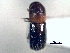  ( - CNC COLEO 00156205)  @11 [ ] CreativeCommons - Attribution (2012) CNC/CBG Photography Group Centre for Biodiversity Genomics