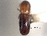  ( - CNC COLEO 00156212)  @11 [ ] CreativeCommons - Attribution (2012) CNC/CBG Photography Group Centre for Biodiversity Genomics