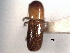  ( - CNC COLEO 00156213)  @11 [ ] CreativeCommons - Attribution (2012) CNC/CBG Photography Group Centre for Biodiversity Genomics