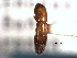  ( - CNC COLEO 00156216)  @11 [ ] CreativeCommons - Attribution (2012) CNC/CBG Photography Group Centre for Biodiversity Genomics