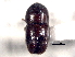  ( - CNC COLEO 00156220)  @12 [ ] CreativeCommons - Attribution (2012) CNC/CBG Photography Group Centre for Biodiversity Genomics