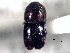  ( - CNC COLEO 00156222)  @11 [ ] CreativeCommons - Attribution (2012) CNC/CBG Photography Group Centre for Biodiversity Genomics