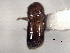  (Coptoborus pristis - CNC COLEO 00156223)  @11 [ ] CreativeCommons - Attribution (2012) CNC/CBG Photography Group Centre for Biodiversity Genomics