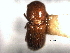  (Theoborus villosulus - CNC COLEO 00156225)  @11 [ ] CreativeCommons - Attribution (2012) CNC/CBG Photography Group Centre for Biodiversity Genomics