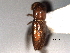 ( - CNC COLEO 00156238)  @11 [ ] CreativeCommons - Attribution (2012) CNC/CBG Photography Group Centre for Biodiversity Genomics
