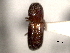  (Xyleborus cognatus - CNC COLEO 00156260)  @11 [ ] CreativeCommons - Attribution (2012) CNC/CBG Photography Group Centre for Biodiversity Genomics