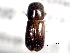  (Xyleborus discretus - CNC COLEO 00156275)  @11 [ ] CreativeCommons - Attribution (2012) CNC/CBG Photography Group Centre for Biodiversity Genomics