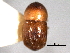  (Xyleborus gorggae - CNC COLEO 00156284)  @11 [ ] CreativeCommons - Attribution (2012) CNC/CBG Photography Group Centre for Biodiversity Genomics