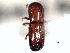  ( - CNC COLEO 00156287)  @11 [ ] CreativeCommons - Attribution (2012) CNC/CBG Photography Group Centre for Biodiversity Genomics