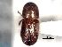  ( - CNC COLEO 00156288)  @11 [ ] CreativeCommons - Attribution (2012) CNC/CBG Photography Group Centre for Biodiversity Genomics