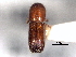  ( - CNC COLEO 00156293)  @11 [ ] CreativeCommons - Attribution (2012) CNC/CBG Photography Group Centre for Biodiversity Genomics