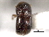  ( - CNC COLEO 00156336)  @11 [ ] CreativeCommons - Attribution (2012) CNC/CBG Photography Group Centre for Biodiversity Genomics