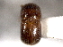  ( - CNC COLEO 00156337)  @11 [ ] CreativeCommons - Attribution (2012) CNC/CBG Photography Group Centre for Biodiversity Genomics