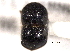  (Xylosandrus retusus - CNC COLEO 00156340)  @11 [ ] CreativeCommons - Attribution (2012) CNC/CBG Photography Group Centre for Biodiversity Genomics
