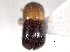  (Xylosandrus curtulus - CNC COLEO 00156342)  @11 [ ] CreativeCommons - Attribution (2012) CNC/CBG Photography Group Centre for Biodiversity Genomics