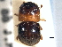  (Xylosandrus gravidus - CNC COLEO 00156346)  @13 [ ] CreativeCommons - Attribution (2012) CNC/CBG Photography Group Centre for Biodiversity Genomics