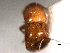  ( - CNC COLEO 00156360)  @11 [ ] CreativeCommons - Attribution (2012) CNC/CBG Photography Group Centre for Biodiversity Genomics