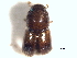  ( - CNC COLEO 00156361)  @11 [ ] CreativeCommons - Attribution (2012) CNC/CBG Photography Group Centre for Biodiversity Genomics