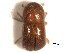  ( - CNC COLEO 00156362)  @11 [ ] CreativeCommons - Attribution (2012) CNC/CBG Photography Group Centre for Biodiversity Genomics
