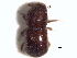  (Xylosandrus semiopacus - CNC COLEO 00156364)  @11 [ ] CreativeCommons - Attribution (2012) CNC/CBG Photography Group Centre for Biodiversity Genomics
