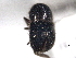  (Xylosandrus ursulus - CNC COLEO 00156367)  @11 [ ] CreativeCommons - Attribution (2012) CNC/CBG Photography Group Centre for Biodiversity Genomics