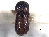 ( - CNC COLEO 00156385)  @11 [ ] CreativeCommons - Attribution (2012) CNC/CBG Photography Group Centre for Biodiversity Genomics